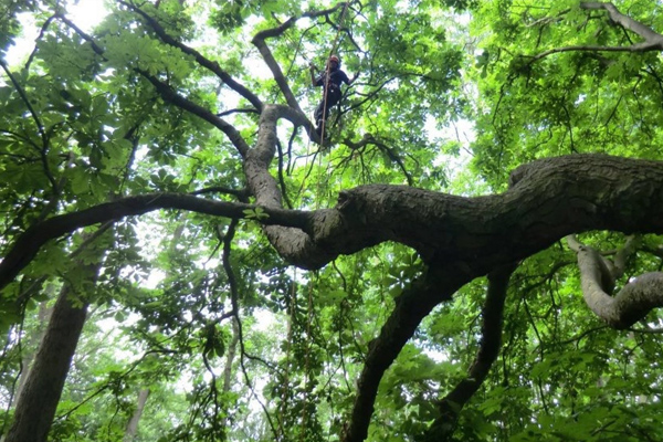 image shows tree pollarding in progress in cambridge