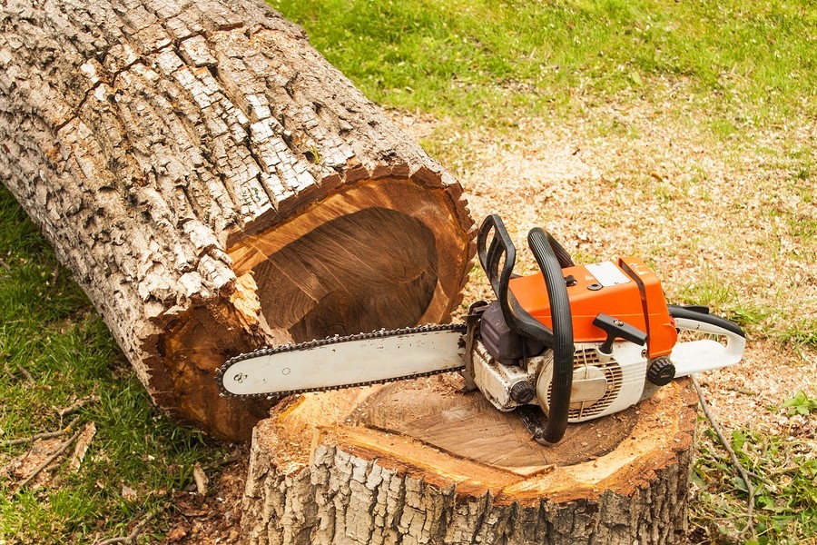 stump removal cambridge image shows recently cut tree stump prepaired for removal in cambridge